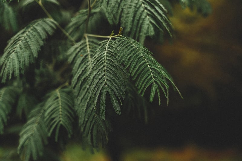 Enchanted Greenery